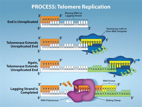 CMOS Electronic DNA Replication 的图像结果