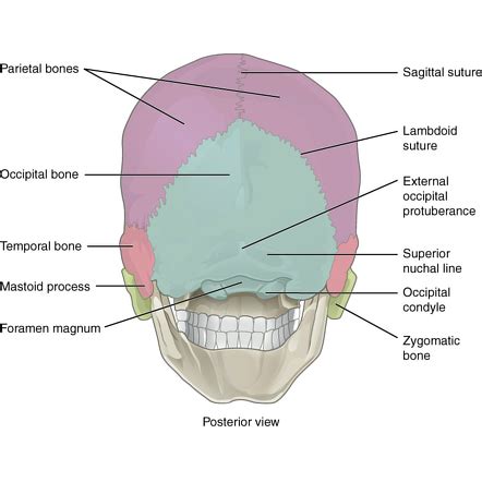 Occipital bone | Radiology Reference Article | Radiopaedia.org