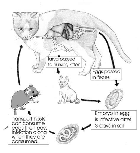 Toxoplasmosis In Pets, Hookworm & Roundworm - Life Cycle - Safarivet