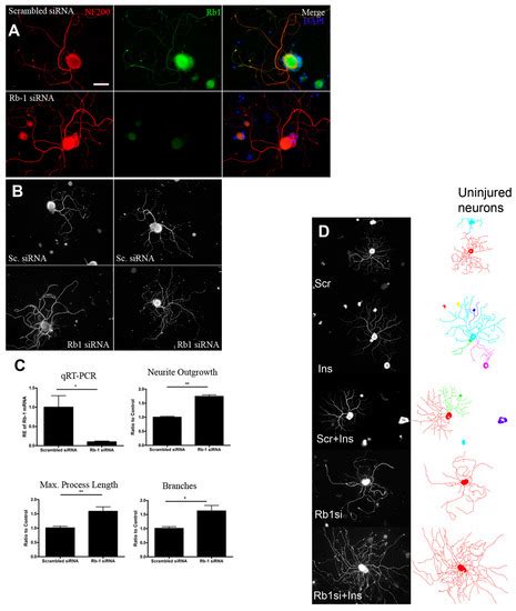 Unleashing Intrinsic Growth Pathways in Regenerating Peripheral Neurons