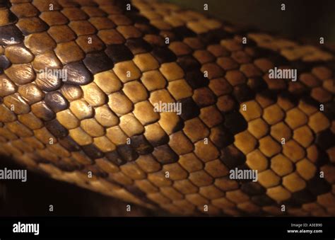 Image result for Python Skin