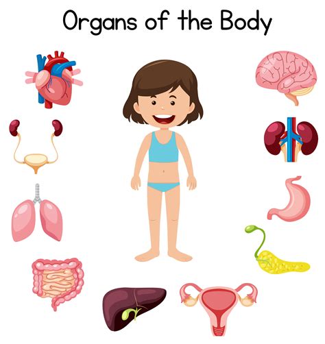 Internal Organs Of Human Body Clipart at Anthony Tryon blog