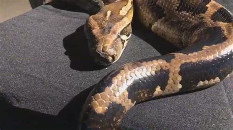 Image result for 25 Foot Python Snake