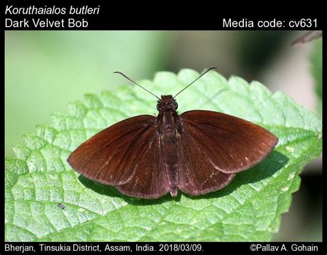 Koruthaialos butleri | Butterfly
