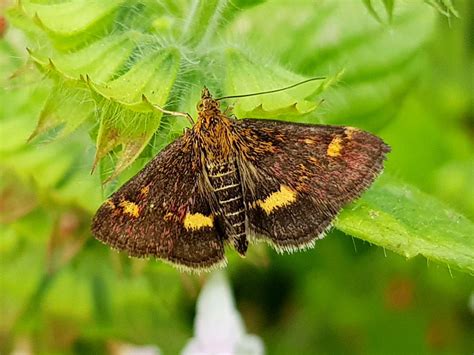 What do mint moths eat? : r/insects