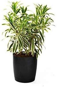 Agroholic Traders Song Of India Plant Price in India - Buy Agroholic ...