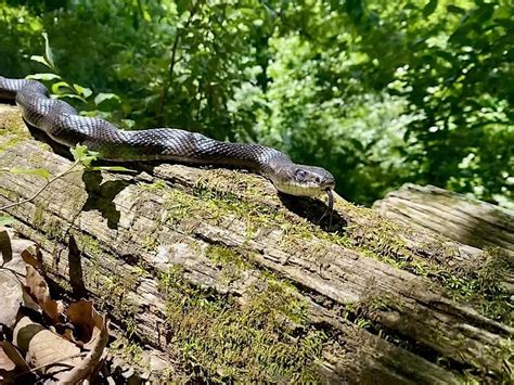 Snakes of Seven Bends, Seven Bends State Park, Woodstock, 20 September ...