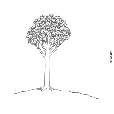 Image result for How to Draw a Realistic Spring Tree