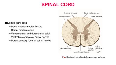Histology of Nervous System(Spinal cord, cerebellum, cerebrum..pptx