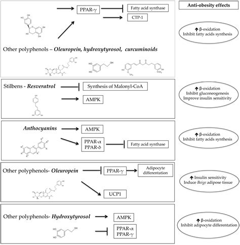 Relationship between Mediterranean Dietary Polyphenol Intake and Obesity