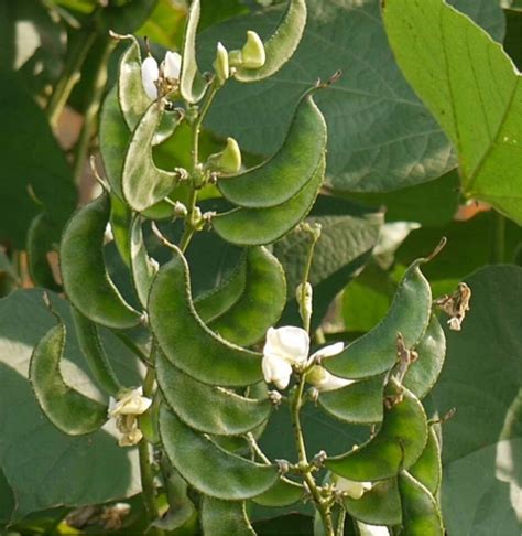 All Time Dolinchos / Chikkudu – Organic Prabha Store