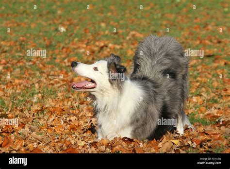 Border Collie Trick Training 的图像结果