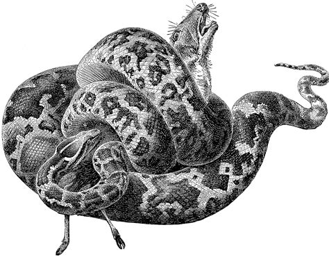 Image result for Python Snake Clip Art