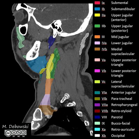 Neck Lymph Node Levels