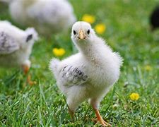 Image result for Picture of Rabbit Sitting On Nest