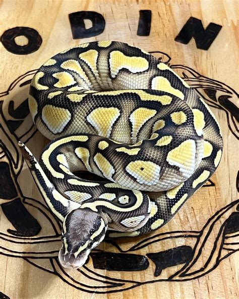 Image result for Butter Ball Python Morph