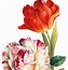 Image result for Lisa Audit Botanical White Flower Artist Prints