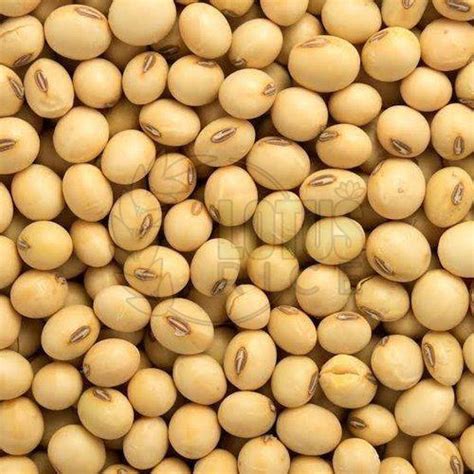 Soybean Seeds Manufacturers and Suppliers from Etawah