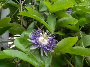 Kapebonavista Soi Fah Passion Plant Price in India - Buy Kapebonavista ...