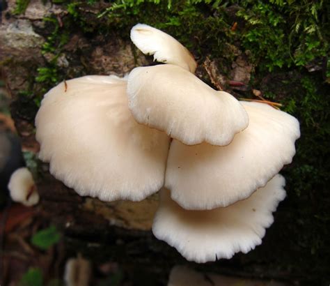Angel's Wings Mushroom: Pleurocybella porrigens