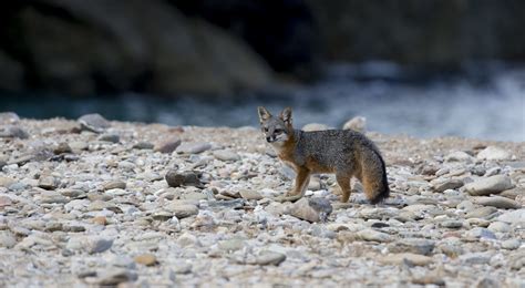 Catalina Island Fox | Conservation and Recovery | Catalina Island ...