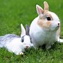 Image result for White Rabbit Ears