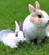 Image result for White Rabbit Photography