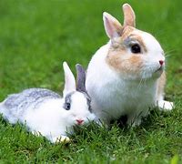 Image result for White Rabbit Funny Pics