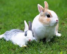 Image result for American White Rabbit
