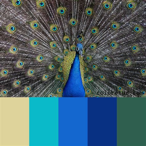 Peacock - A stunning palette derived from the plumage of a peacock ...