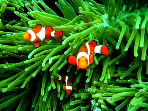 What Do Clownfish Eat?