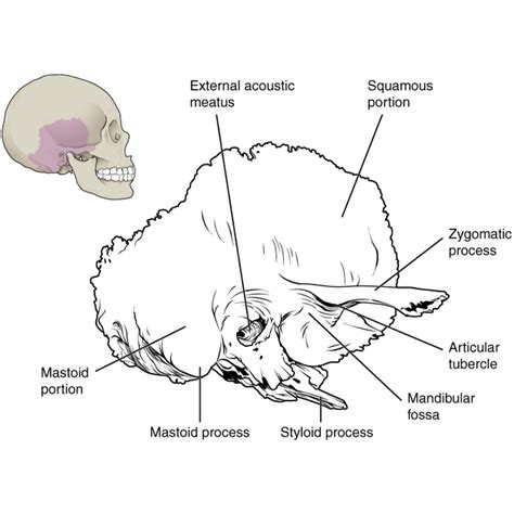 Image result for Temporal Bone Mastoid Process