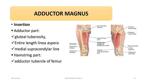 anterior medial compartment muscle neurovasculature femoral triangle, adductor canal | PDF
