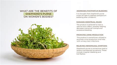 Explore the Shepherd’s Purse Benefits for Woman – gardenixx