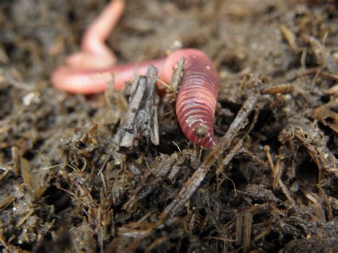 Influence of Diet of the Red Wiggler Earthworm (Eisenia fetida) on Nitrogen, Phosphorus, and ...