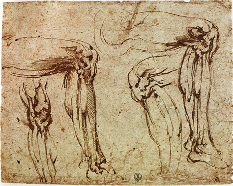 Image result for michelangelo anatomy studies