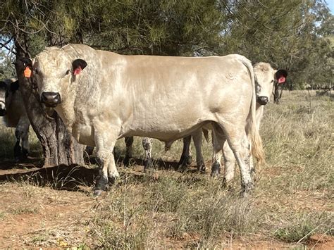 For Sale - British White Cattle Society Australia