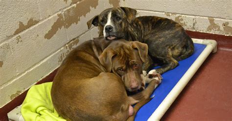Dog Stuck in Fence for Days and Her Pal Never Left Her Side | FOX 5 Atlanta