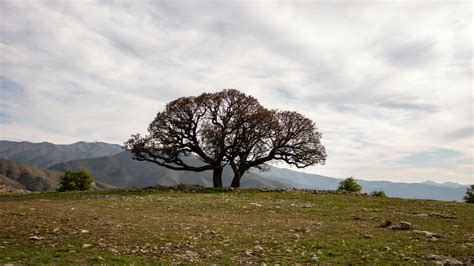 Image result for Hyperion Tree Facts