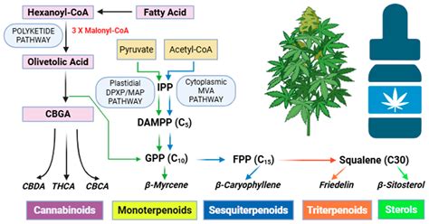 Protected Cultivation of Medicinal Hemp: A Climate-Resilient Strategy ...