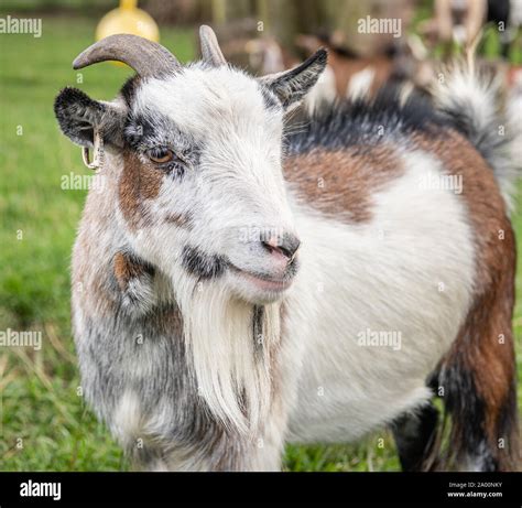 Pygmy (Uk Goat Breed) Lifespan at Jayne Griffin blog