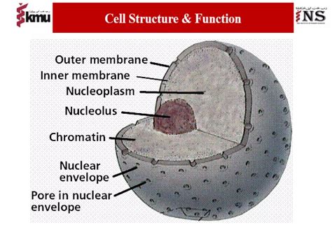 Image result for Cellular Structure and Function