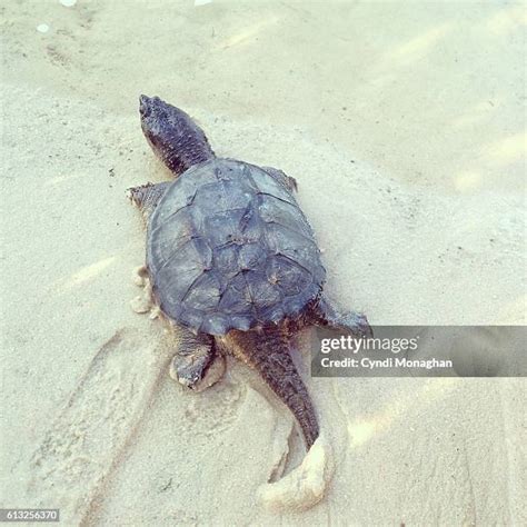Image result for Defleshing Snapping Turtle Shell