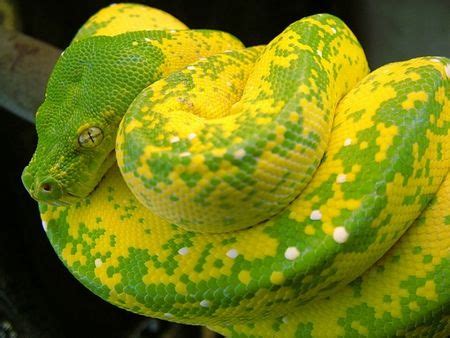 Image result for High Yellow Green Tree Python