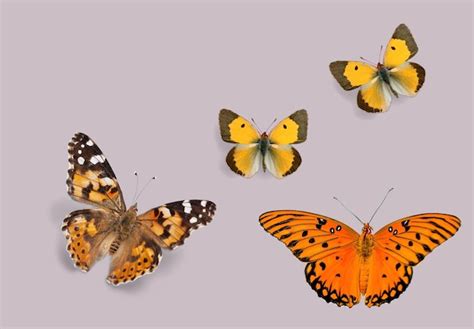 The fluttering wings of butterflies reveal a dazzling array of colors ...