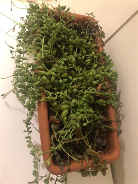 I was gifted this string of tears and string of watermelon. New to succulents : r/succulents