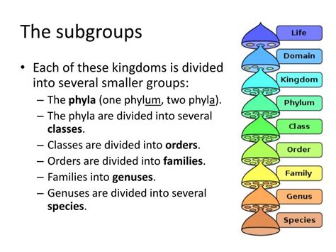 Image result for Classification System Examples