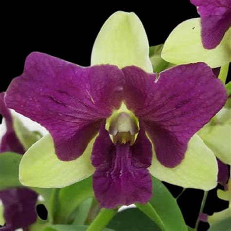 Dendrobium Purple Three Lips: Buy Plant Online In India – Growcerys