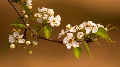一树梨花压海棠 | Keiko Wong | Flickr