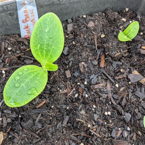 Starting Zucchini Seeds Indoors – Planting Tips - Bunny's Garden